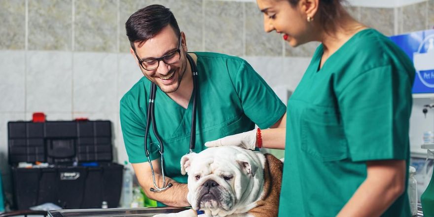 How to Become a Veterinarian